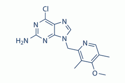 BIIB021(CNF2024)